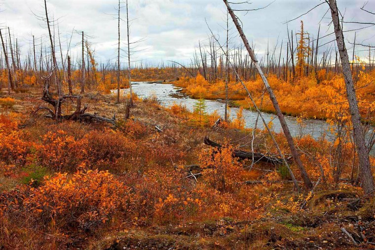 Лесная тундра