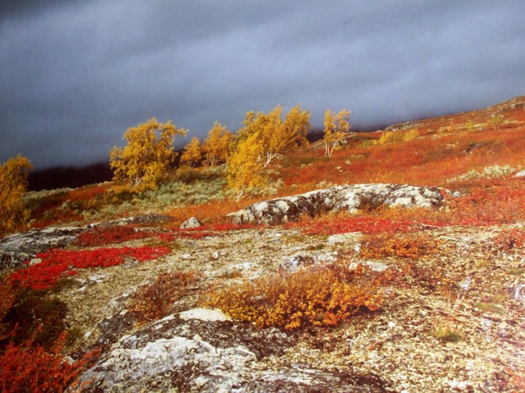 Природа Воркуты тундра