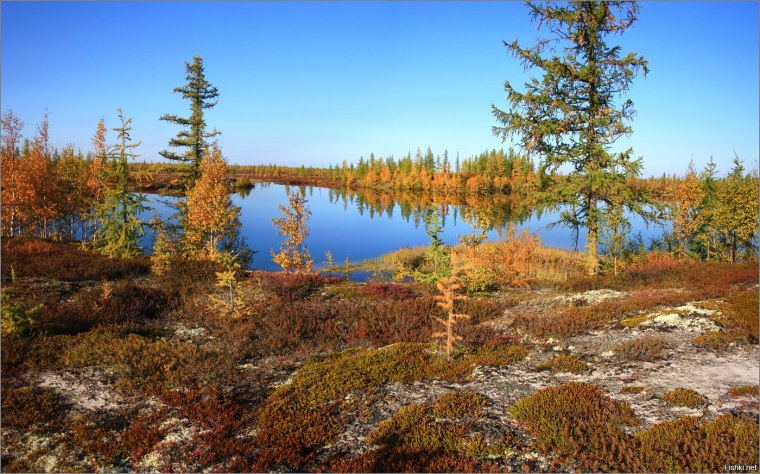 Новый Уренгой тундра