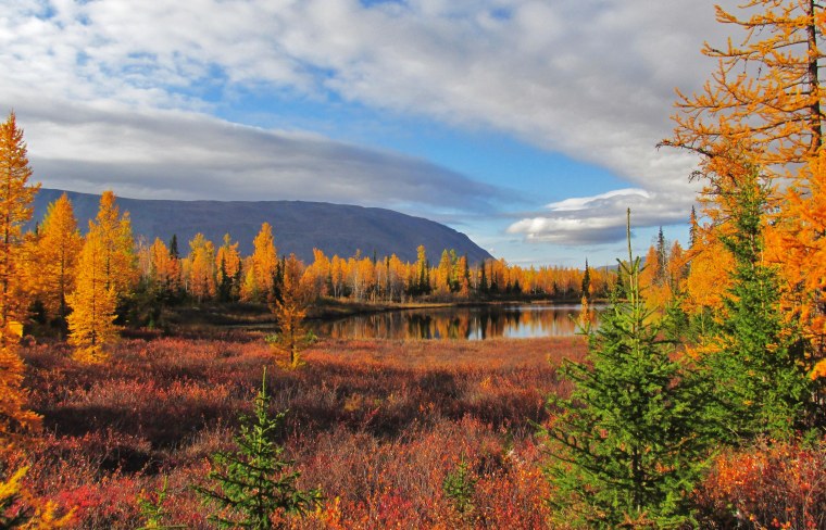 Ель в лесотундре