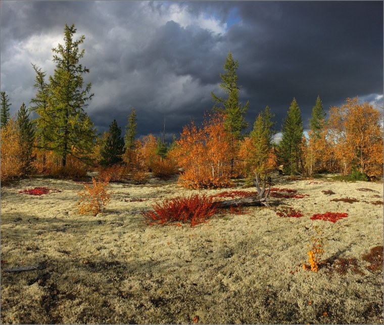 Новый Уренгой тундра