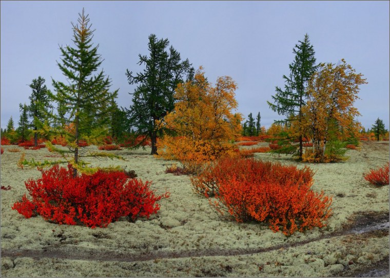 Тундра Ямала