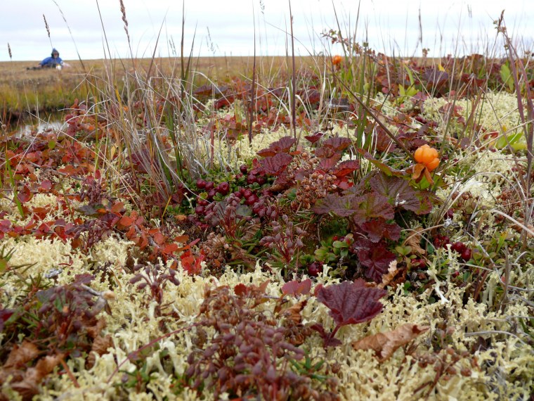 Мурманск горы Хибины осень