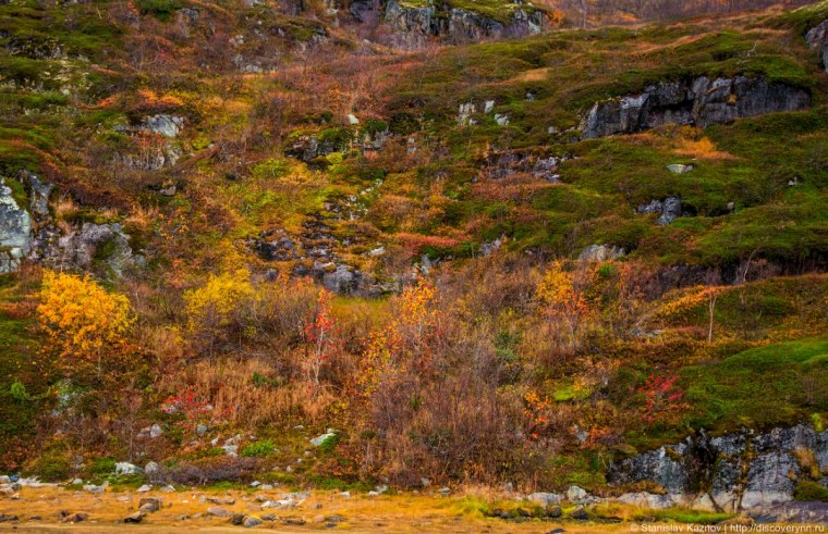 Заполярье тундра