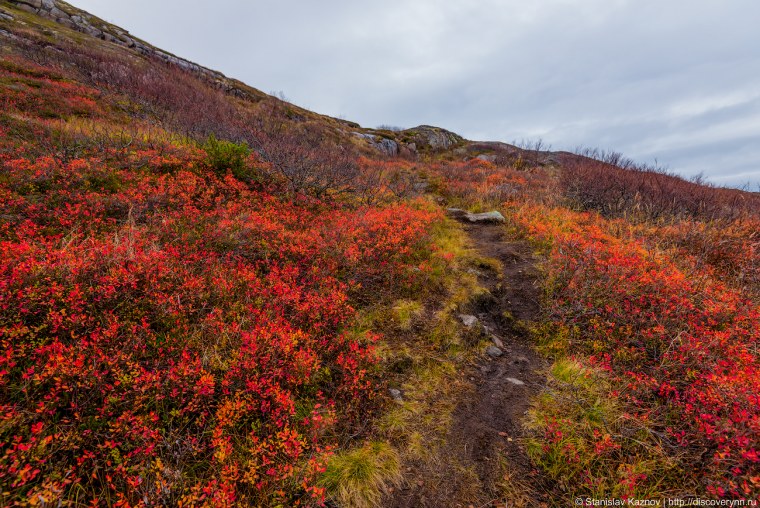 Осень тундра новый Уренгой