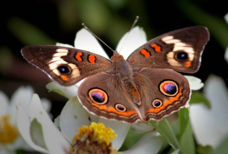 Яркие бабочки