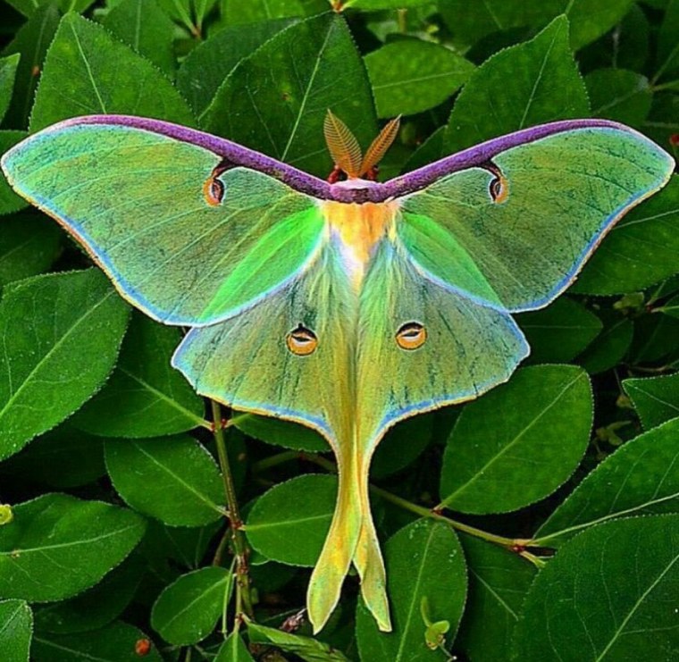 Павлиноглазка Сатурния Луна бабочка