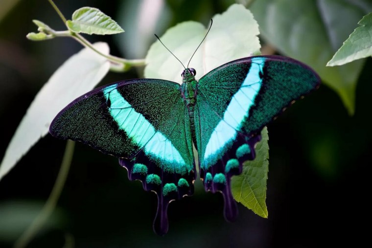 Парусник Палинур Papilio Palinurus