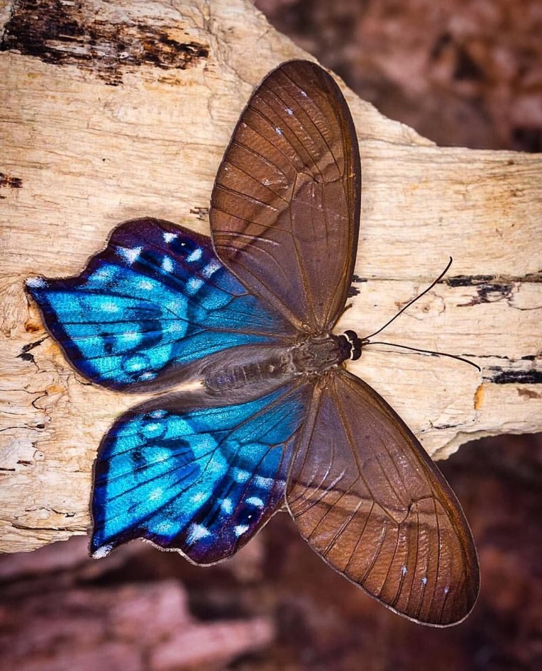 Phyllodes Imperialis бабочка