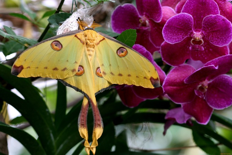 Бабочка Сатурния Мадагаскарская