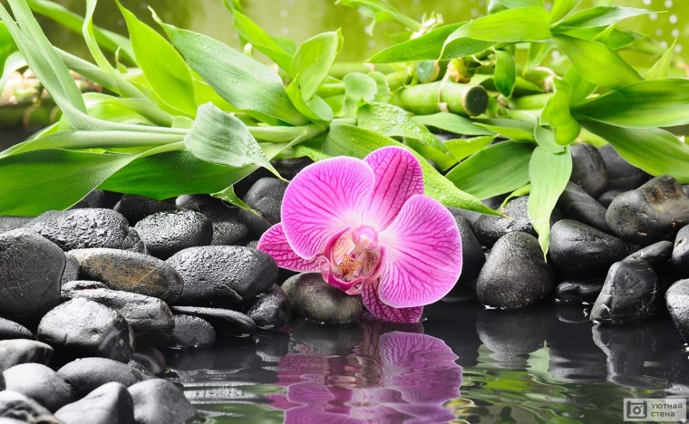 Цветок орхидеи