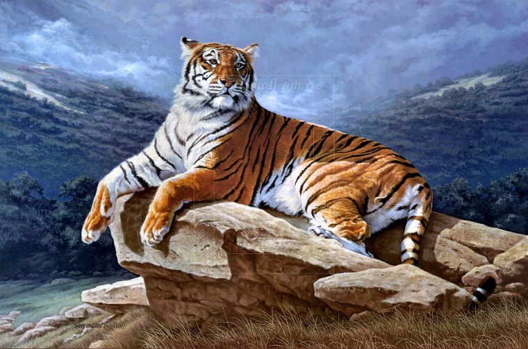 Амурский тигр картина