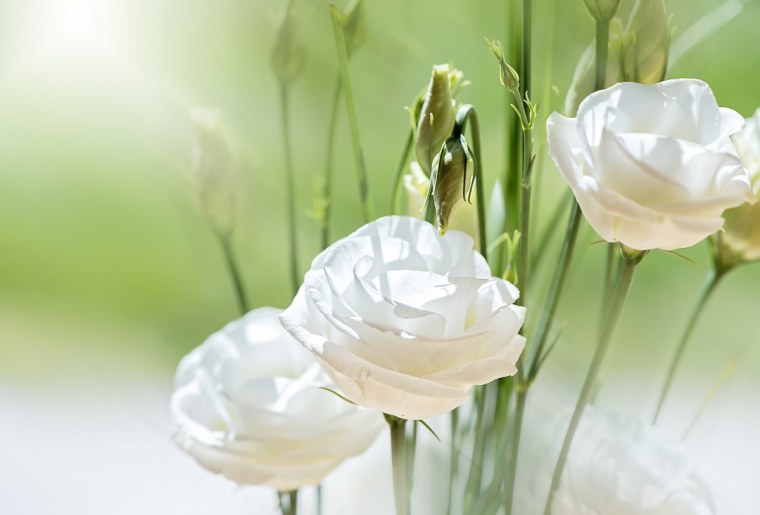 Узкие картинки белого цвета