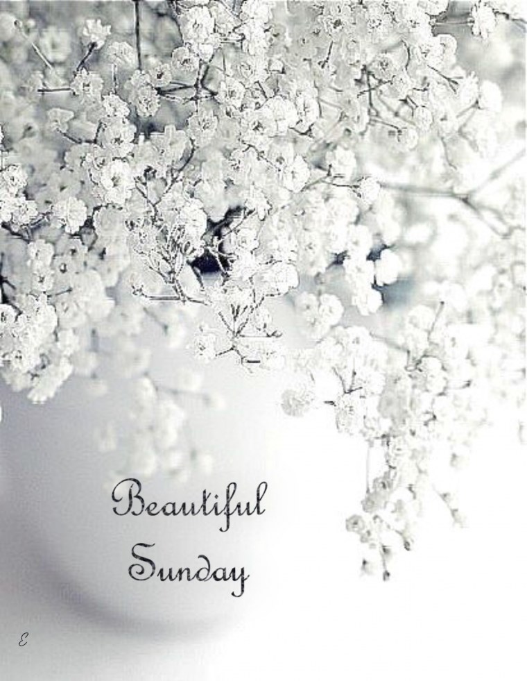 Цветы Минимализм