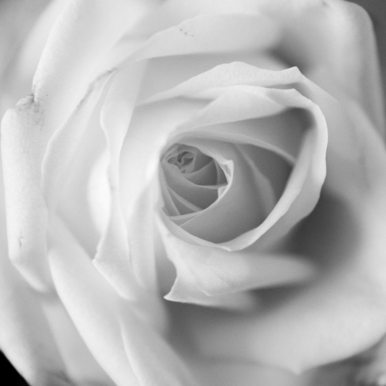 Гипсофила Эстетика