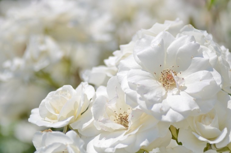 Белый цвет фото