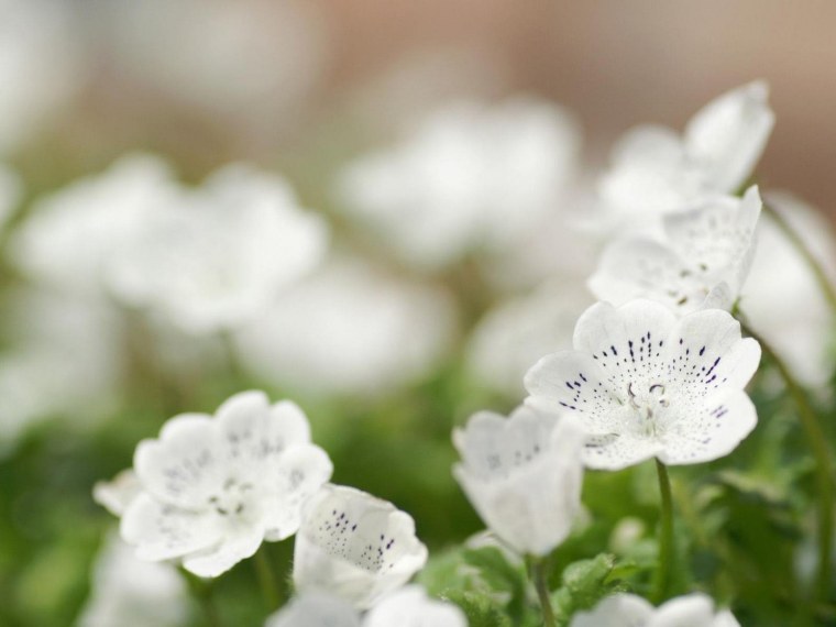 Светлая Эстетика