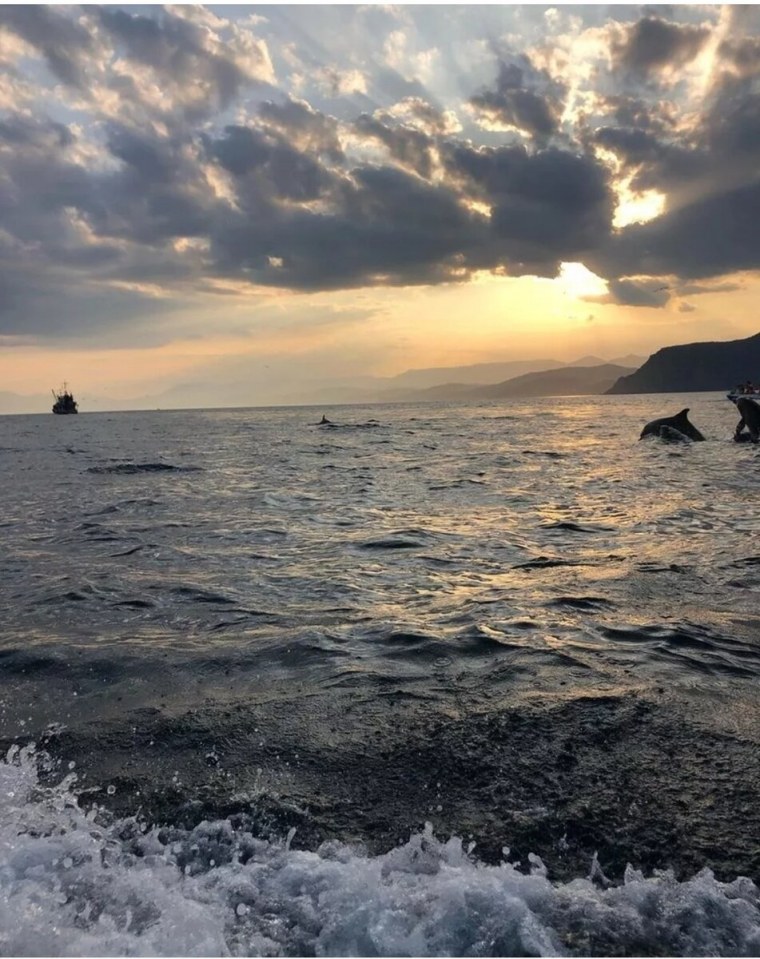 Море черники