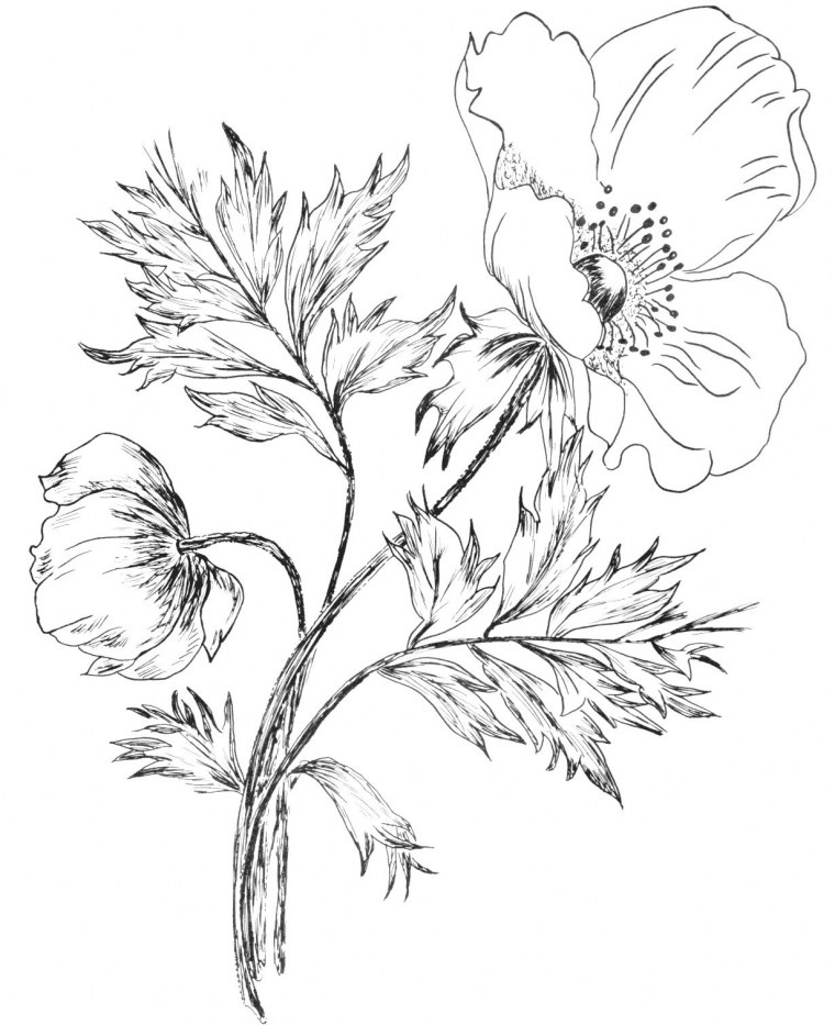 Цветы рисунок карандашом
