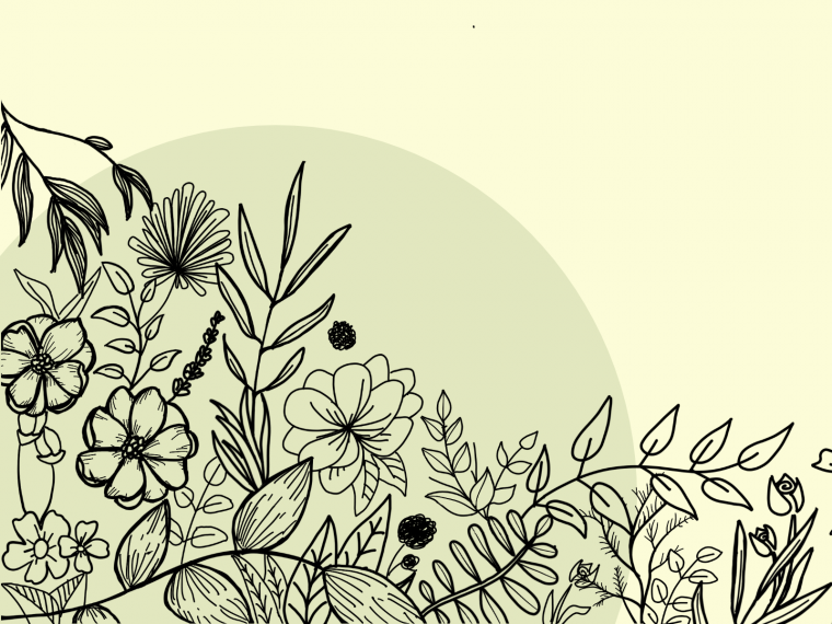 Наброски Дюрера растения