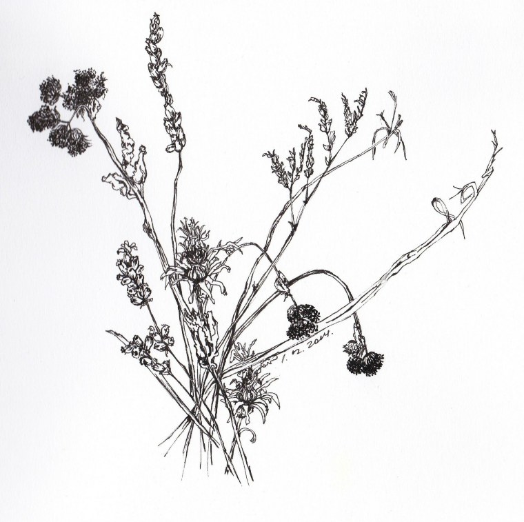 Зарисовки трав и цветов