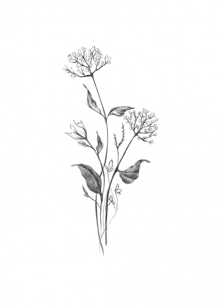 Полевые цветы эскиз