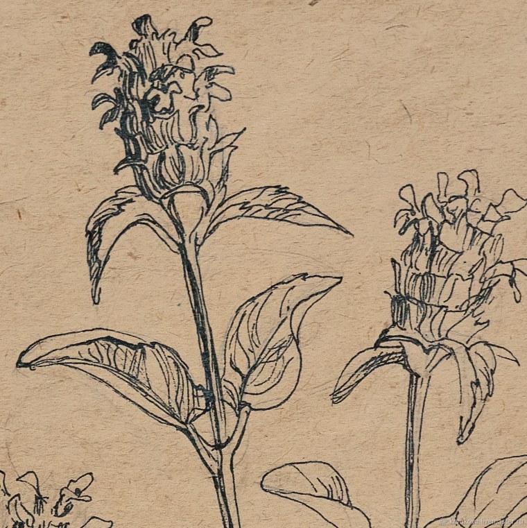 Полевые растения Графика