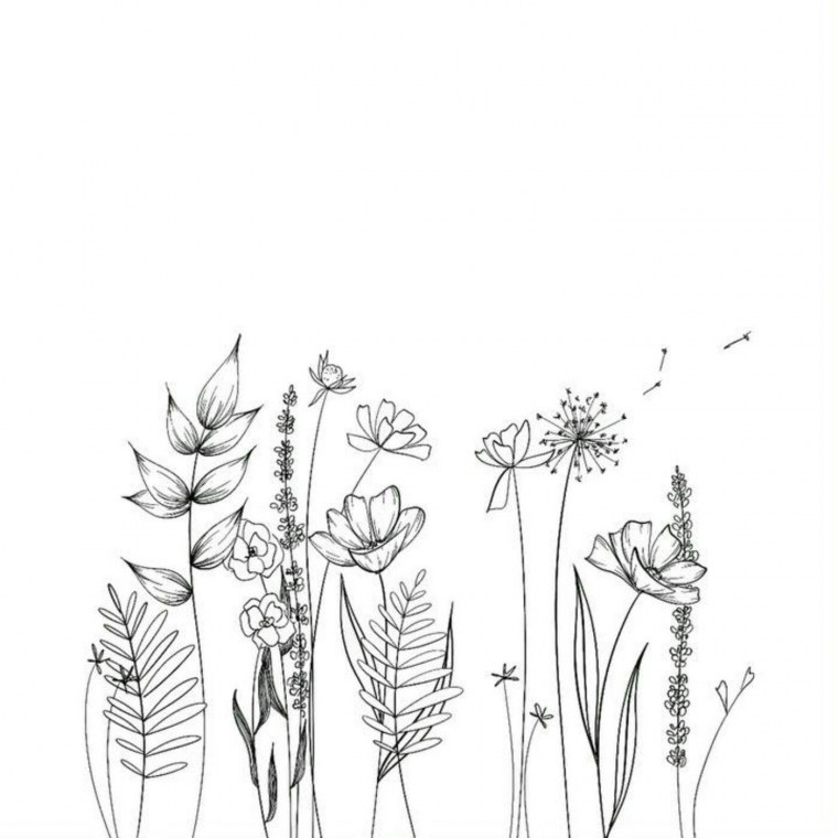 Полевые цветы карандашом