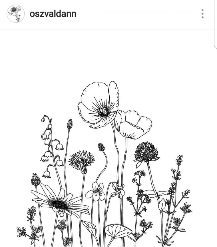 Эскизы полевых цветов
