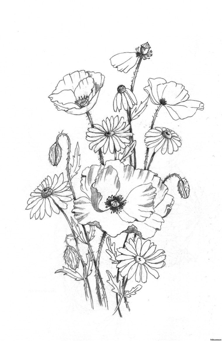 Маки рисунок