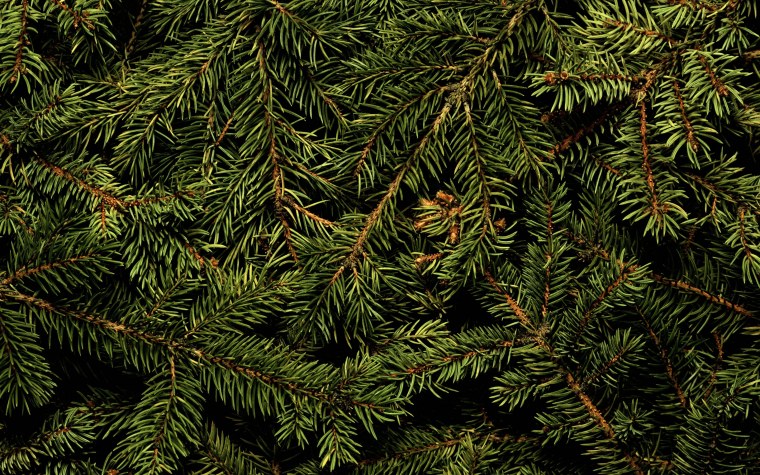 Новогодний фон с елкой