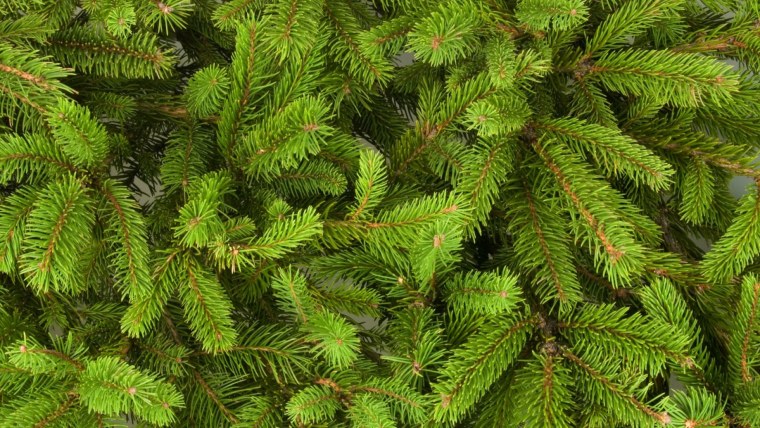 Еловая, Пихтовая, Сосновая лапы