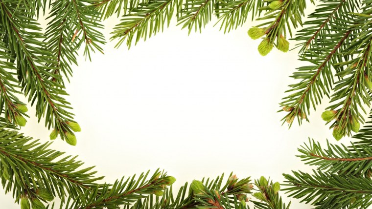 Еловые ветки фон