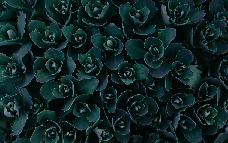 Принт цветы на черном фоне