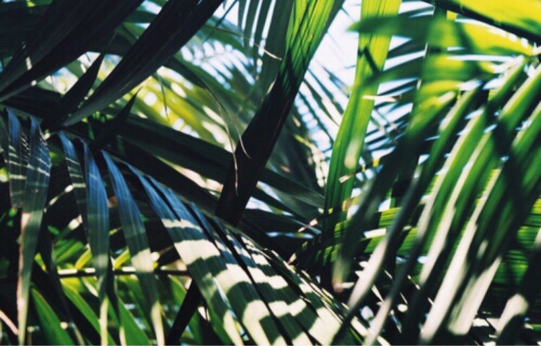 Тропические листья