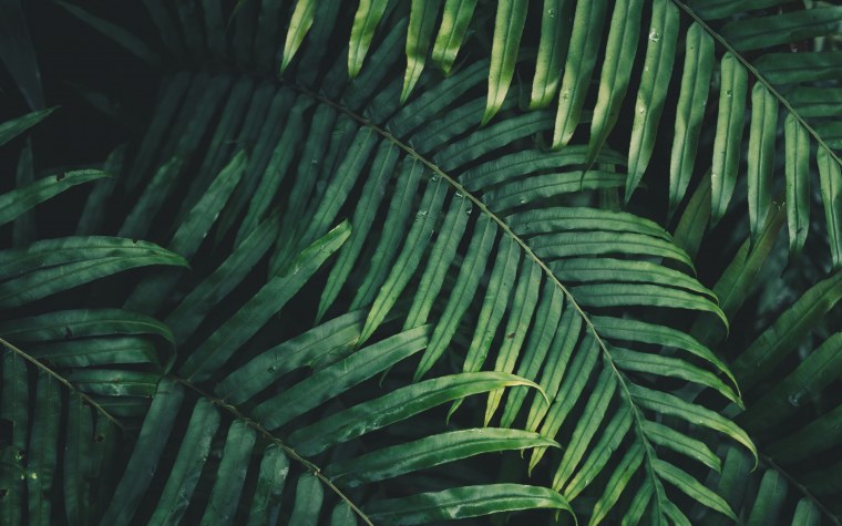 Тропики мультяшные