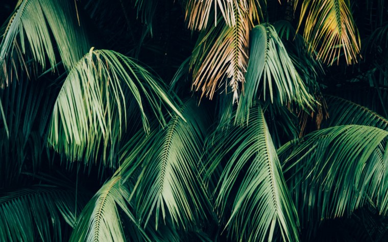 Тропические пальмы