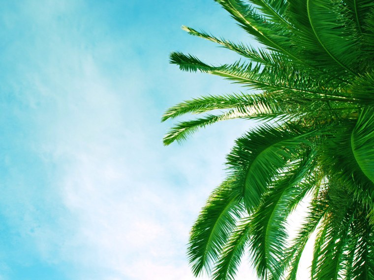 Тропические листья и цветы