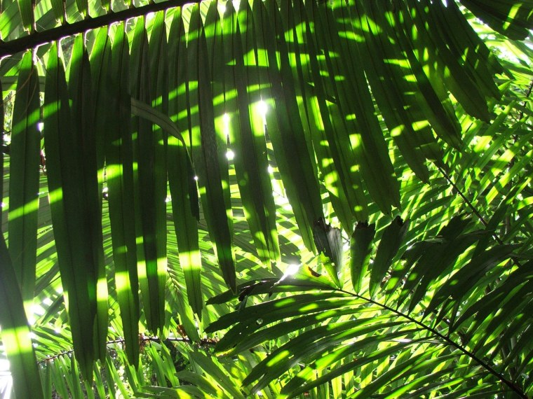 Пальмы тропики