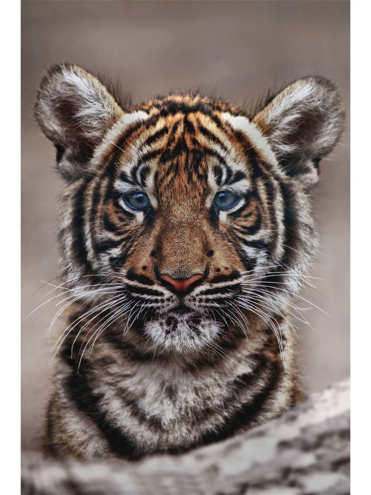 Красивая тигрица