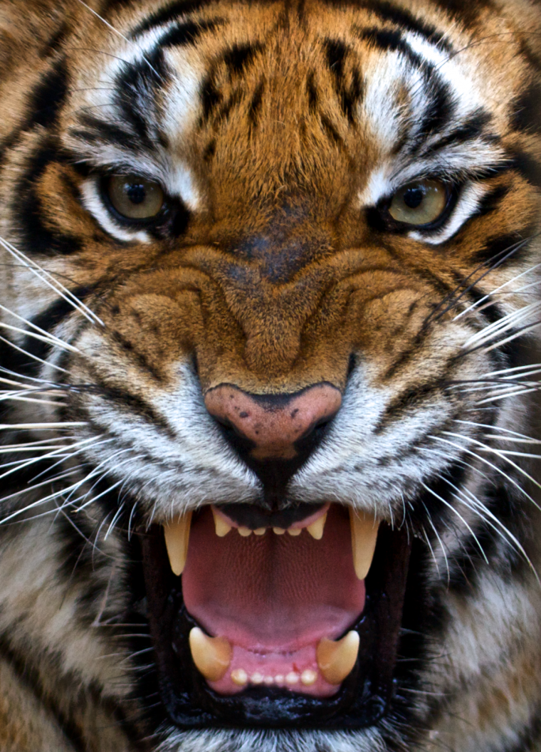 Ватагин тигр