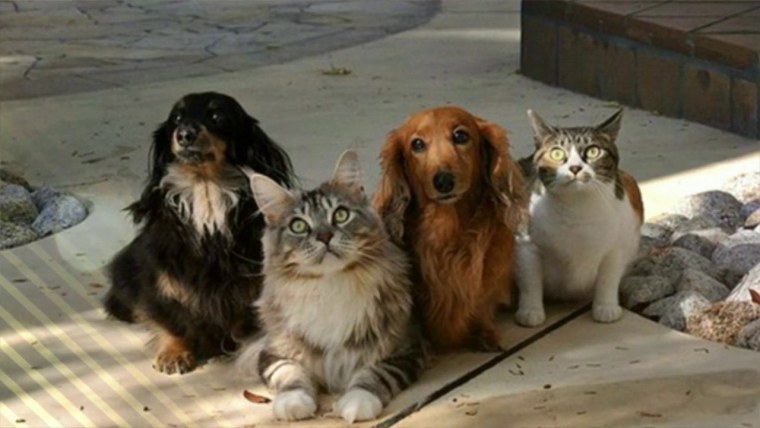 Коты и собаки вместе