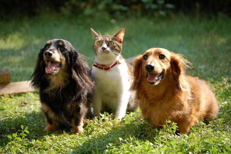 Счастливые собаки и кошки