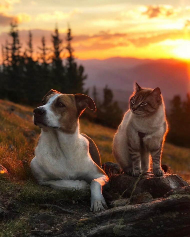 Собака на закате