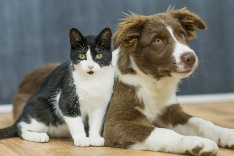 Фото кошек и собак