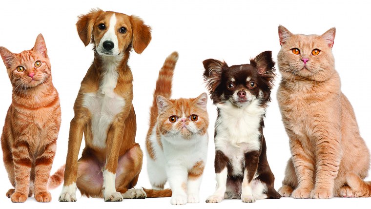 Собачки и кошечки