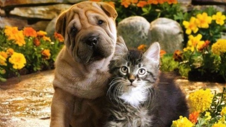 Собака и кошка вместе