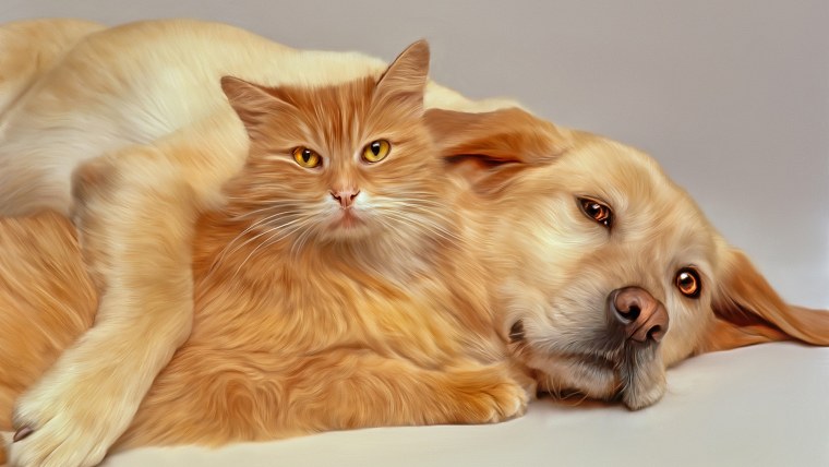 Фото кошек и собак