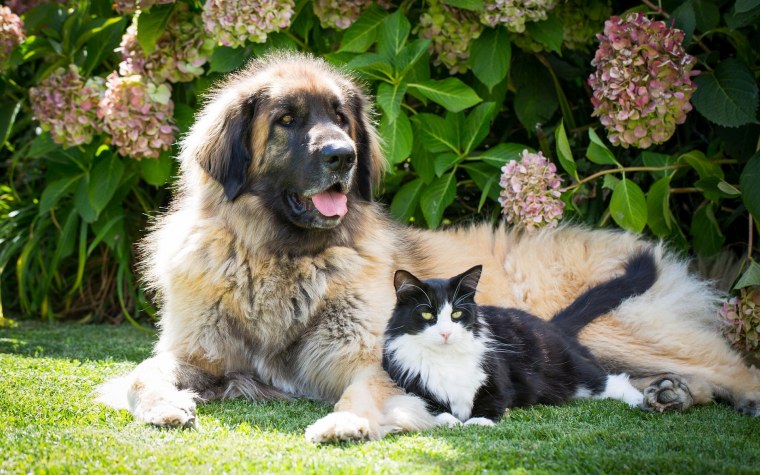 Леонбергер с котенком