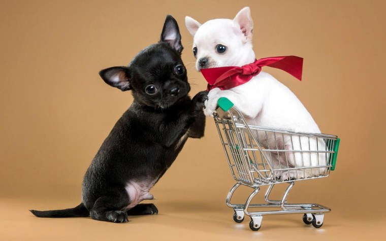 Порода собак чихуахуа